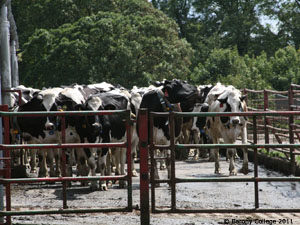 dairy cows waiting in yard