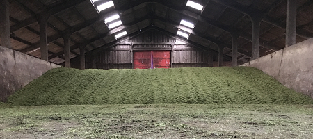 An inside silage clamp freshly filled with harvested crop and rolled but not yet covered.