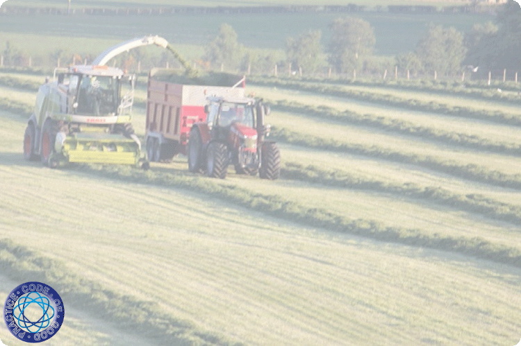 A silage harvester filling a tractor and trailer in a rowed up silage field.