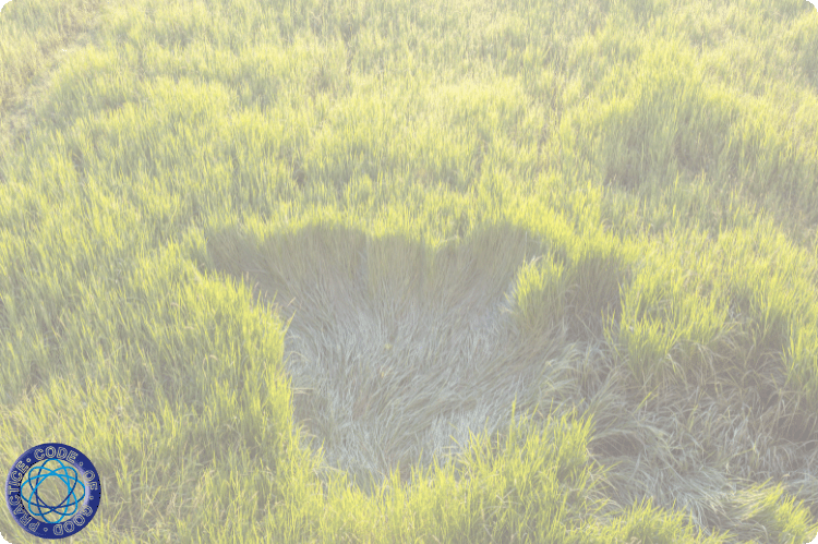 An area of wetland within a grassy area.