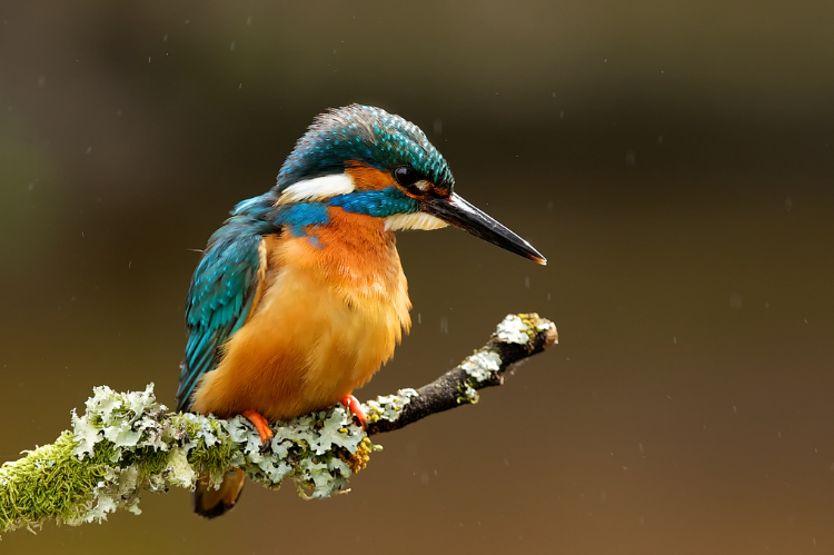 A kingfisher sitting on a branch.