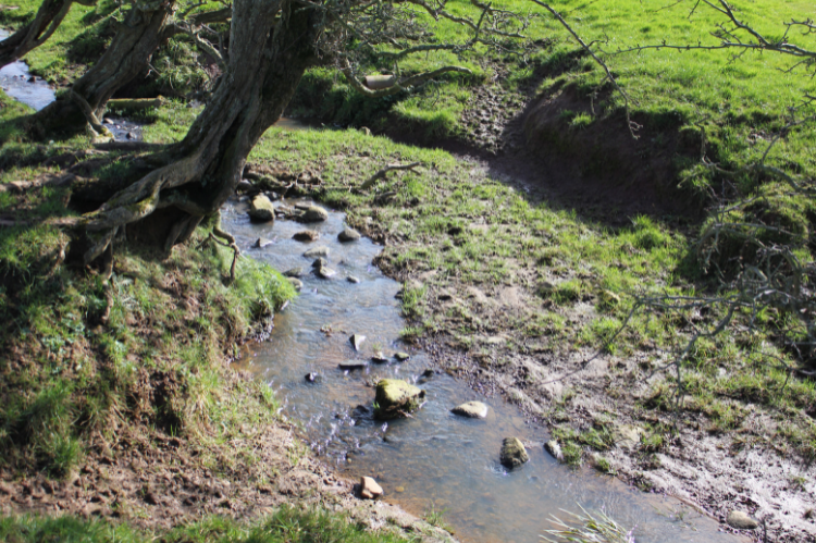 A small watercourse on a farm with significant poaching on each bank.