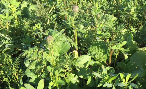 Cover crop