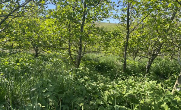 Riparian