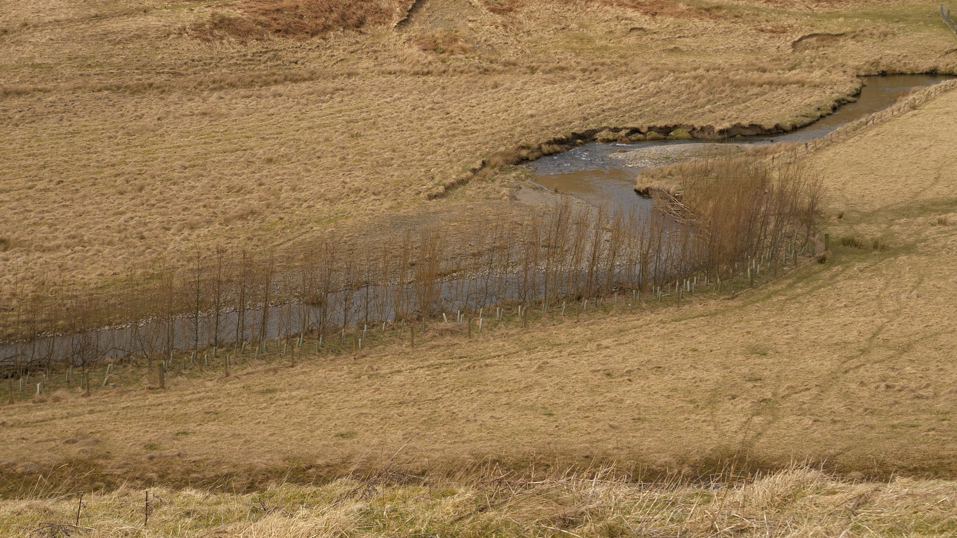 Sustainable solutions to bank erosion: how trees can help protect ...