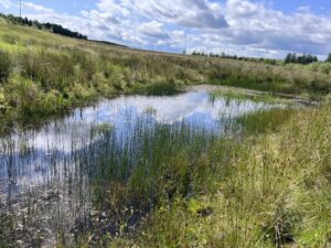 Agricultural pond