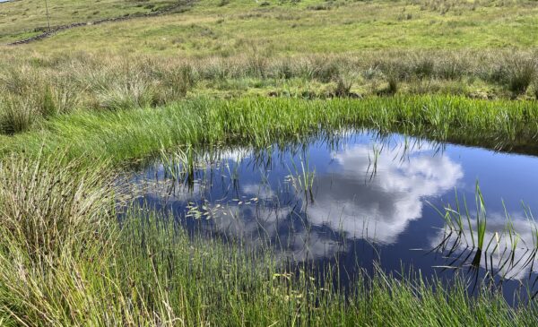 Pond in agricultural setting