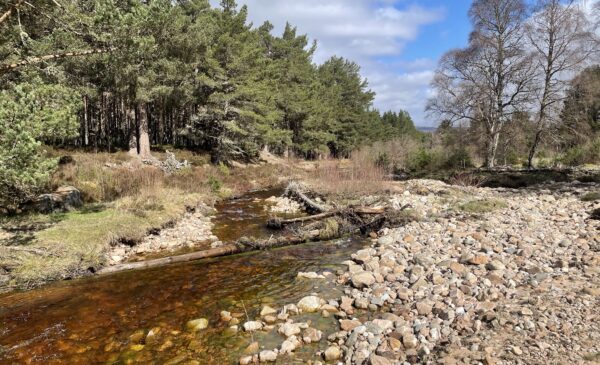 River restoration works, image showing tree across burn to slow flow and pool water.
