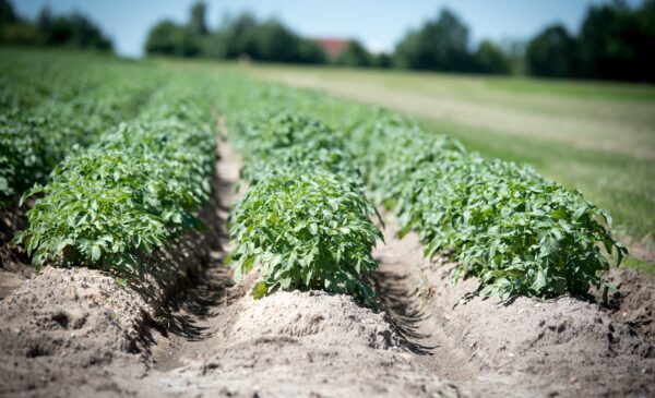 potato crop in field