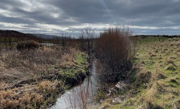 Bank stabilisation using Willow and trees
