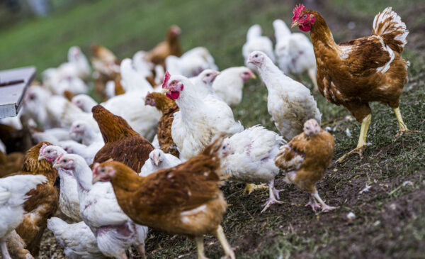 A flock of chickens forages in a grassy area. The group includes a variety of breeds, with some having white feathers and others displaying brown plumage. In the foreground, a brown hen stands out, while several white chickens are scattered around. The scene is set outdoors, with a blurred background of greenery