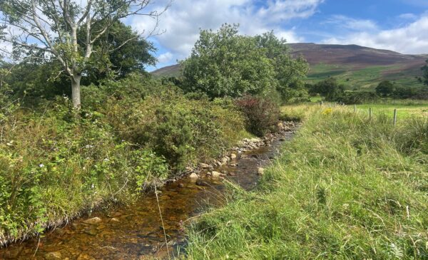 Burn in agricultural field, with grass verge with trees and bushes along the left hand side. Mountains in the far distance.