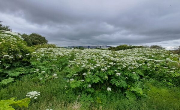 Large area of giant hogsweed. Plant covering extensive area showing white flowers